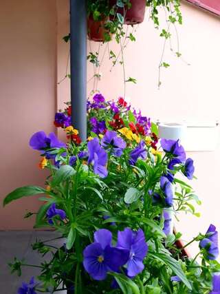 Апартаменты Apartments Gruda Цетине Апартаменты с видом на сад-35